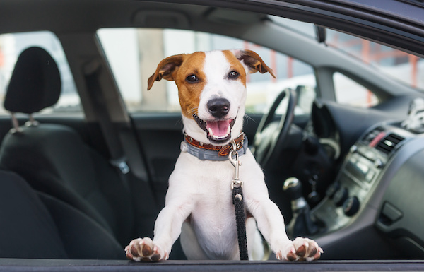 Road Travel with Pets: Top Tips to Keep Your Pets Safe on the Road