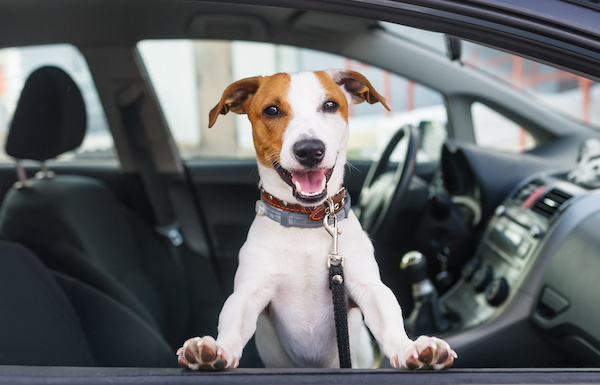 Traveling with Dog | Nerger's Auto Express in Bound Brook, NJ